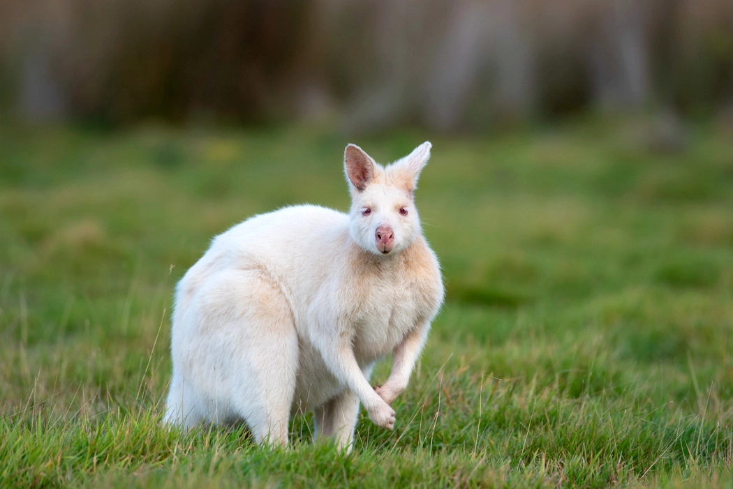 Bennett's wallaby on Bruny Island