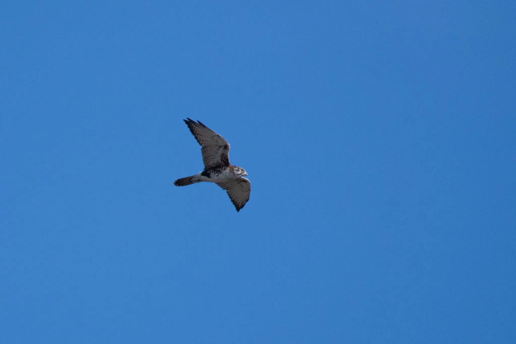 Brown falcoln on Bruny island