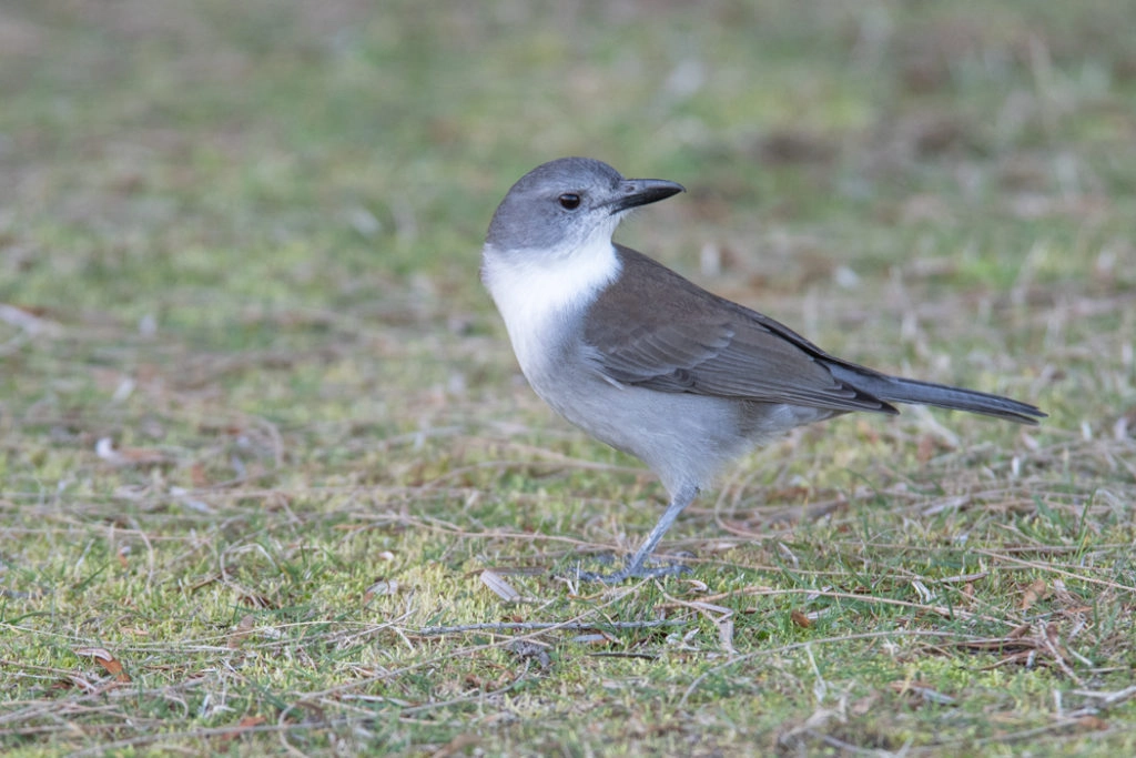 Gray-shrikethrush on bruny island