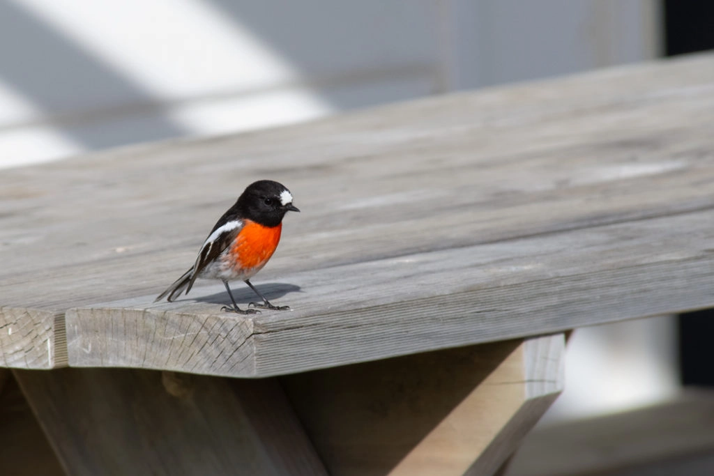 scarlet robin on Bruny Island