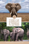Types of Elephants
