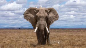 types of elephants - African savanna elephant