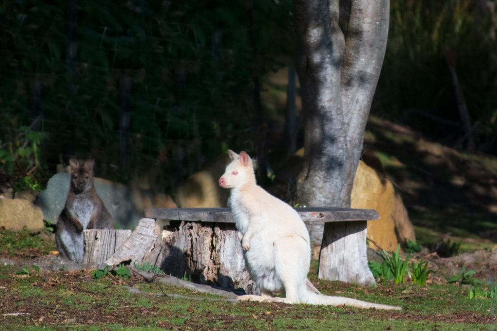 white wallaby on bruny island