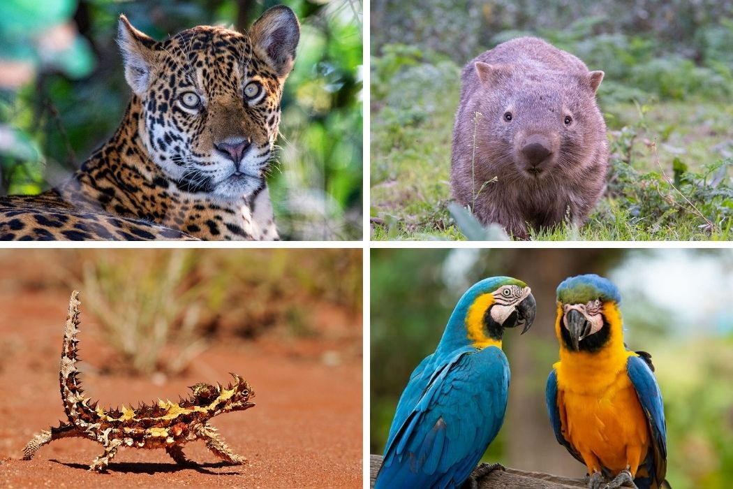 When and Where to See Animals in the Wild: Guide to Wildlife Watching