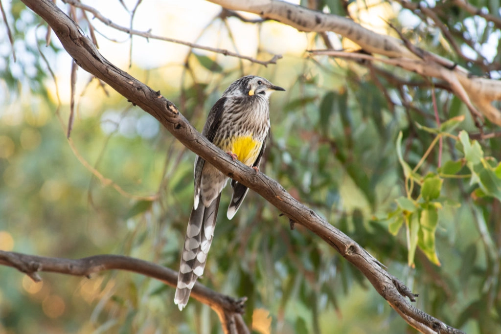 Yellow wattlebird on bruny island - bruny island wildlife