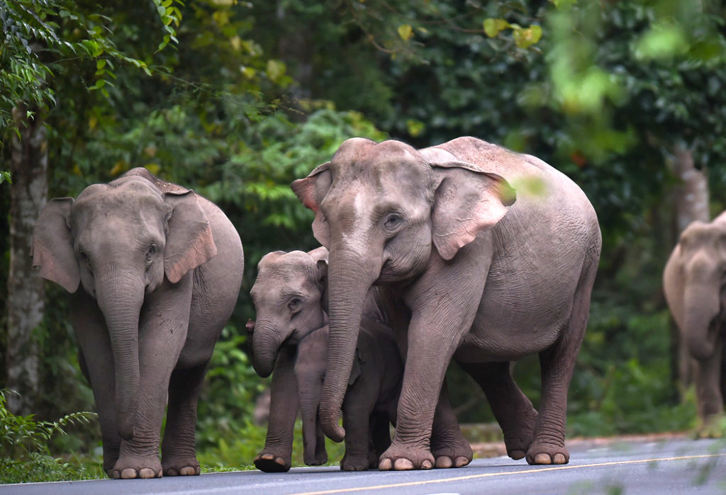 Thailand's wildlife - Asian elephants 