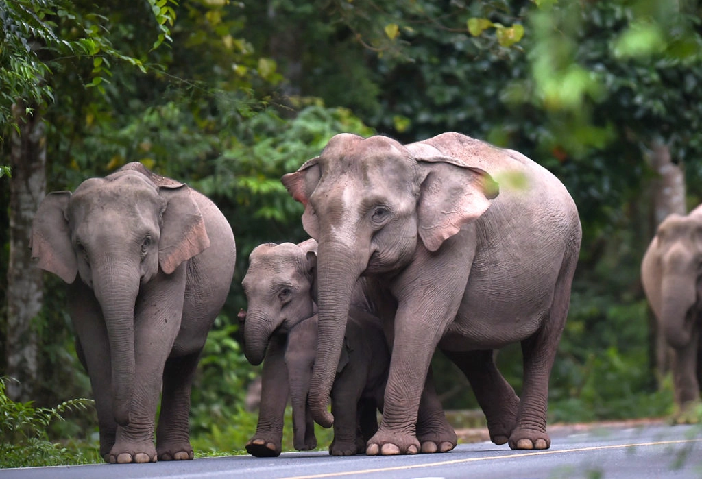Asian elephants in Thailand