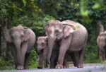 Thailand's animals - Asian elephants