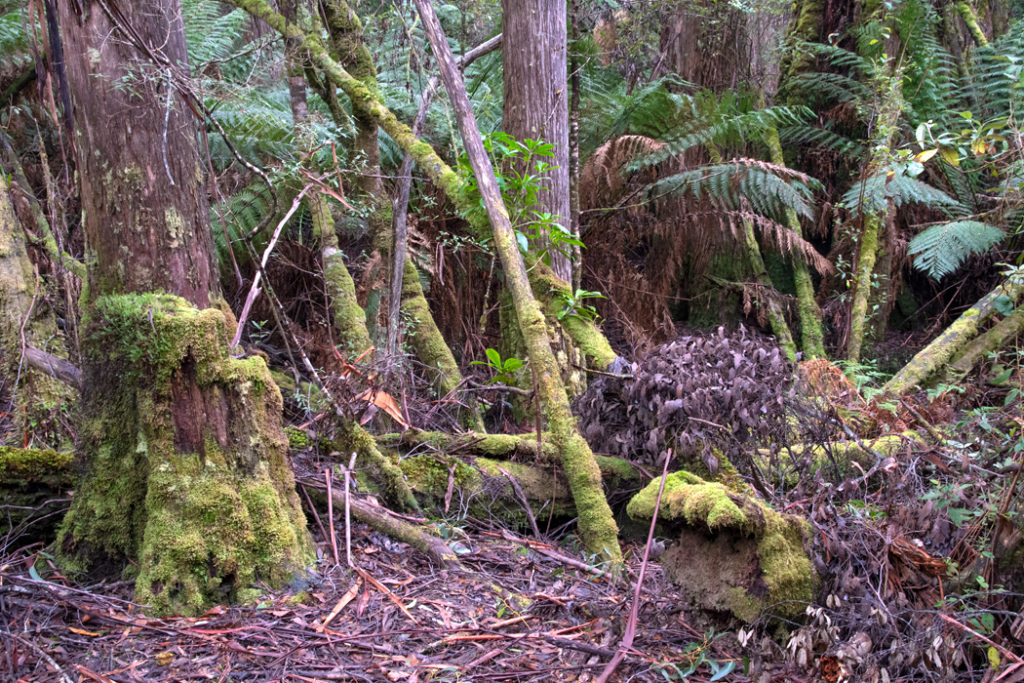 mossy forest