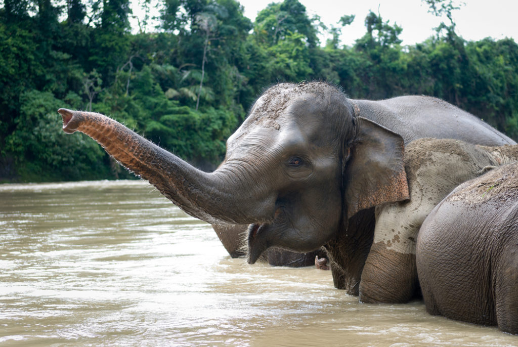 Sumatran elephant