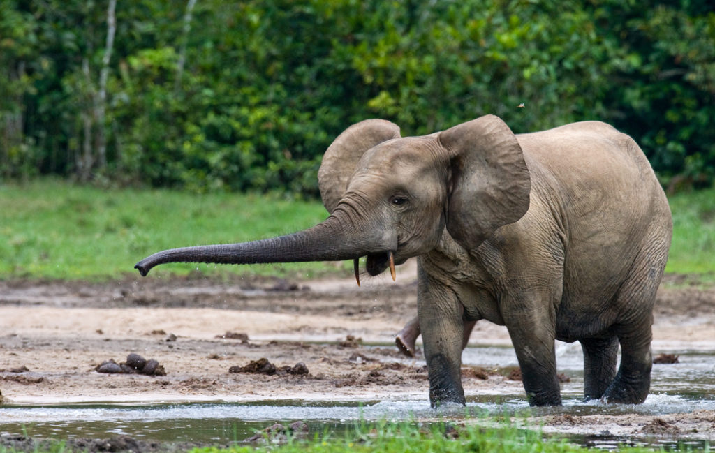 Types of elephants - African forest elephant