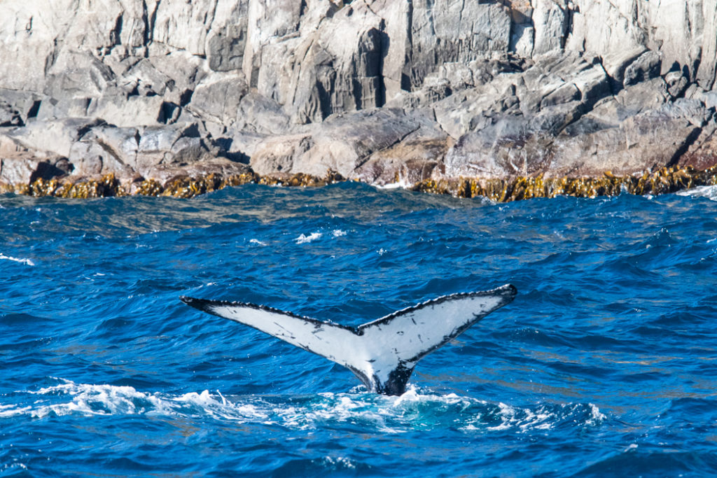 whale in the Tasman peninsula