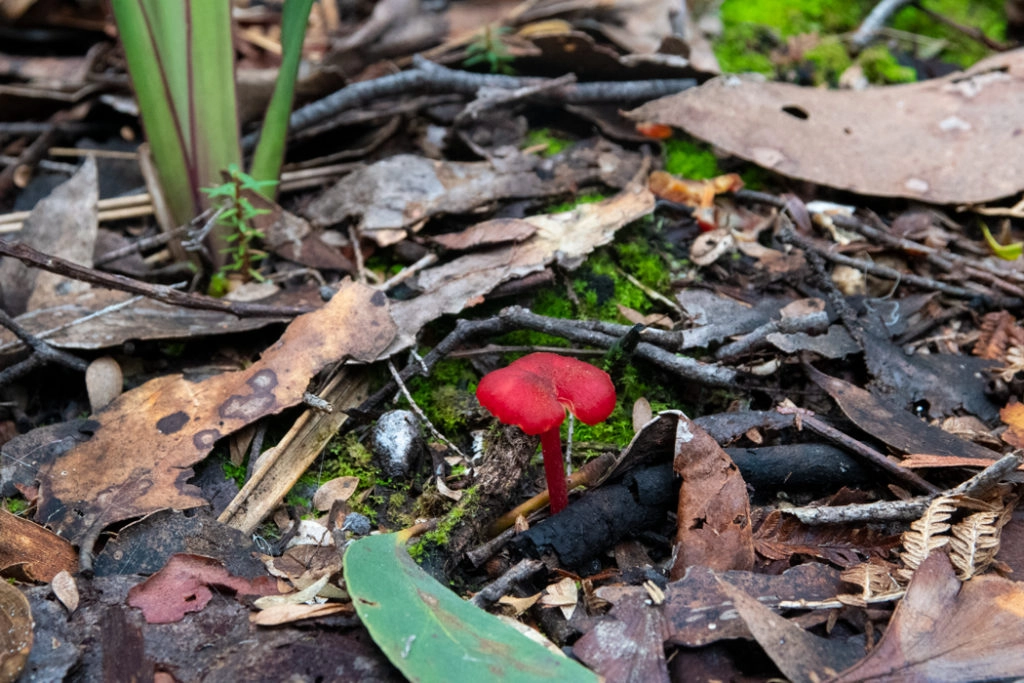 Vermilion waxcap (Hygrocybe miniata)