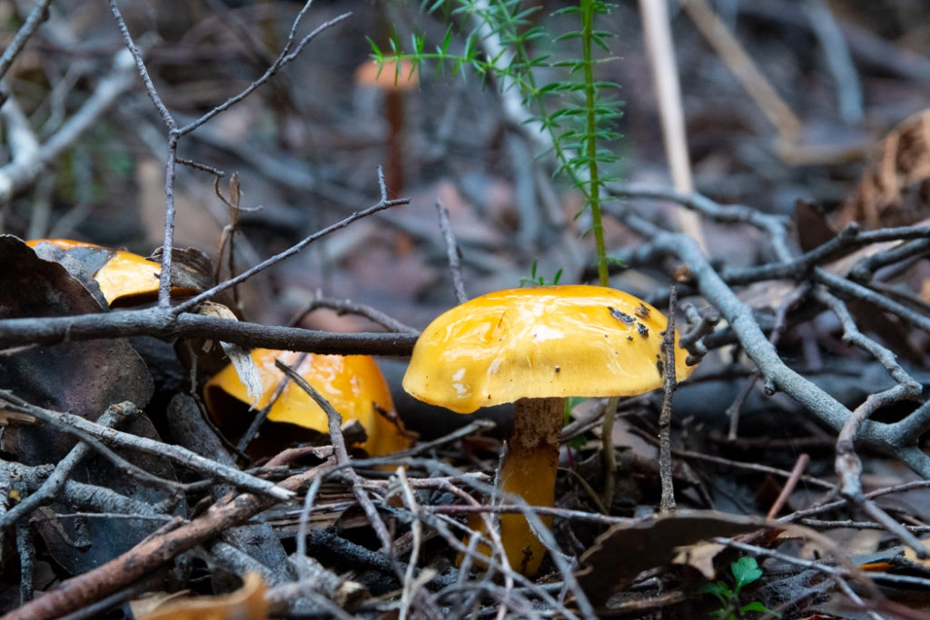 Slimy Yellow Cortina (Cortinarius sinapicolor)