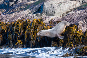 Fur seal on the Tasman Peninsula