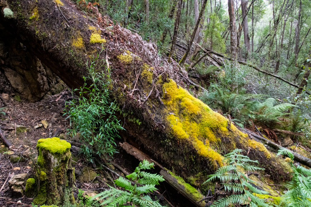 mossy tree trunk at Hastings Caves State Reserve
