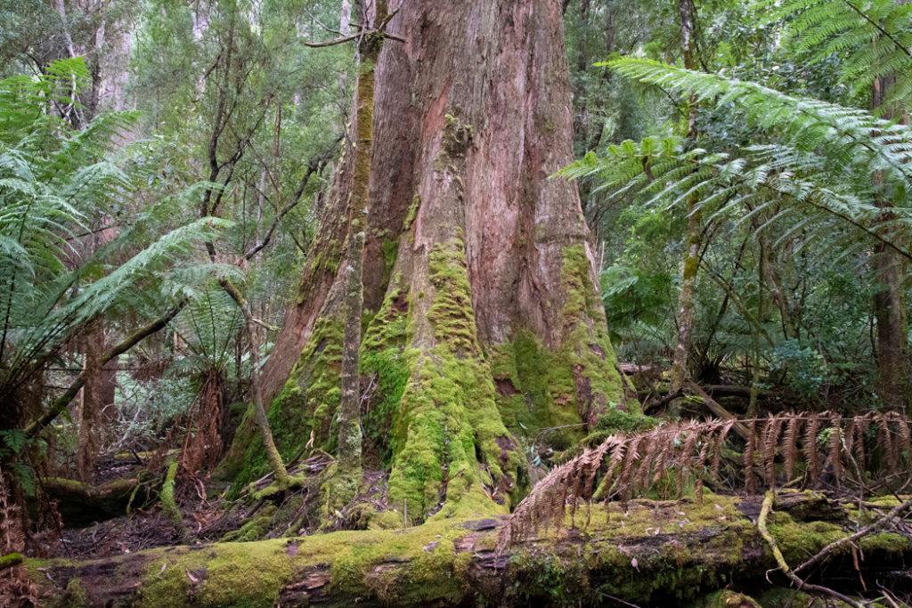 Southern forest tasmania