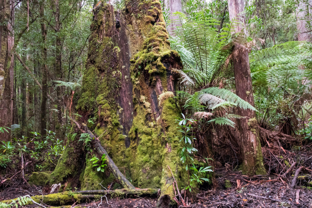 Tasmanian southern forest