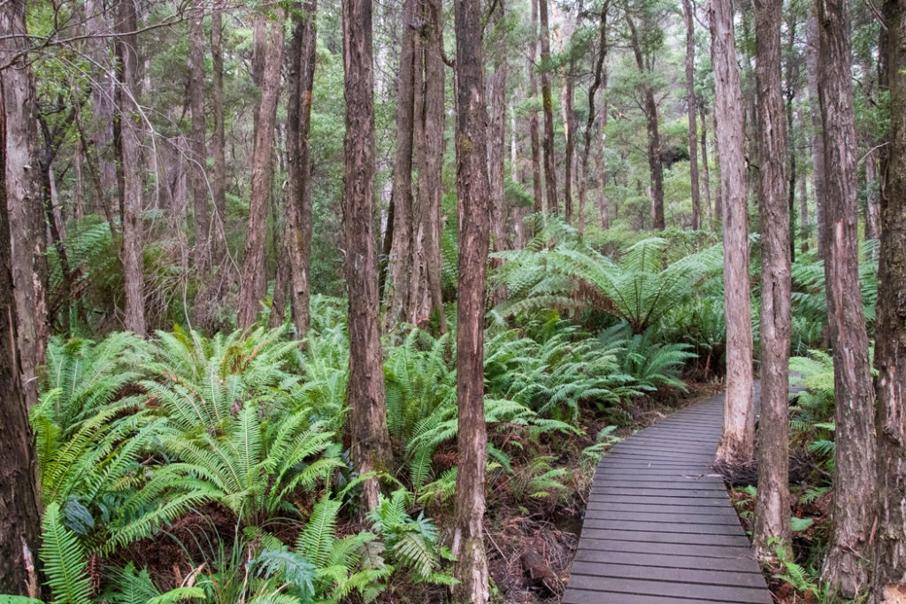 Thermal Springs Walk at Hastings Caves