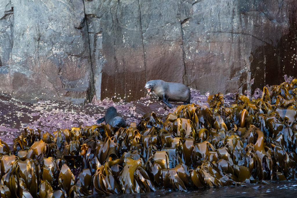 Long-nosed fur seals on Tasman peninsula