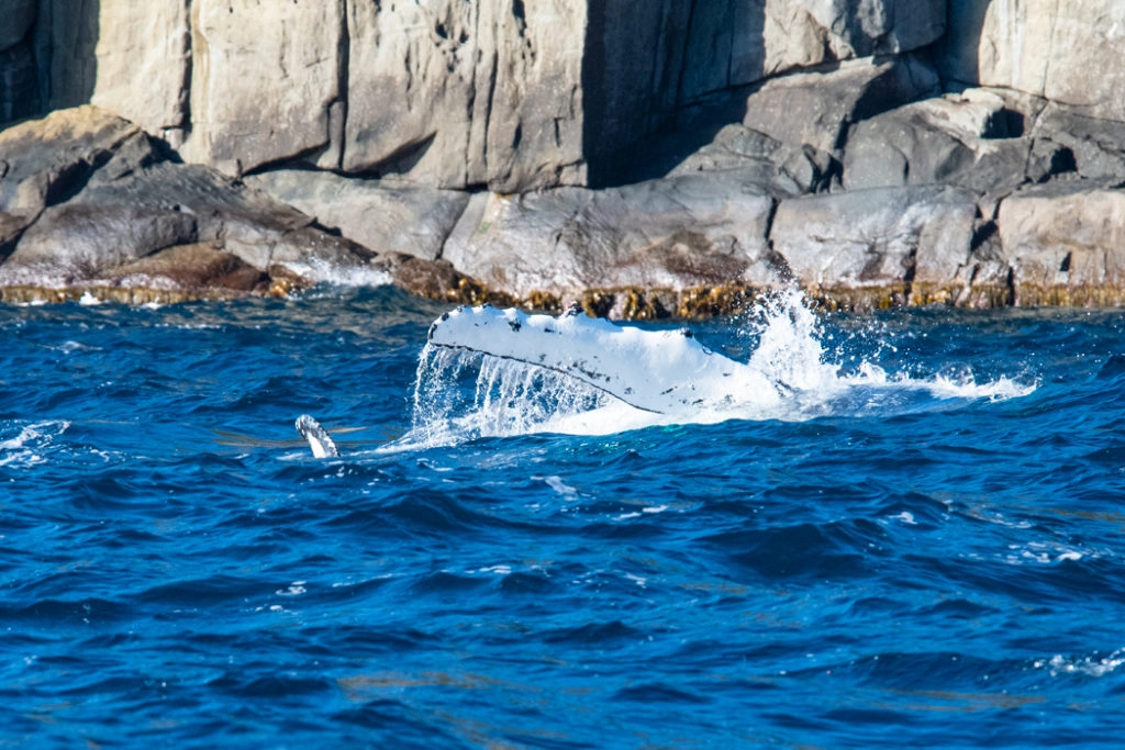 Whale's pectoral fin