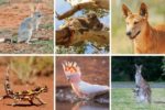 Australian animals