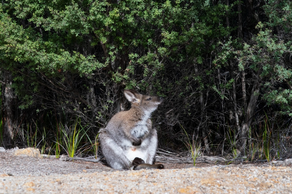 Bennetts Wallaby