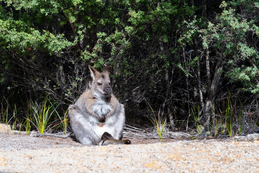 Bennetts wallaby on wineglass bay lookout walk in Freycinet national park