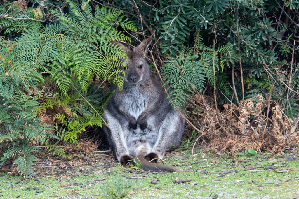 Bennett's wallaby at Friendly Beaches, Freycinet National Park