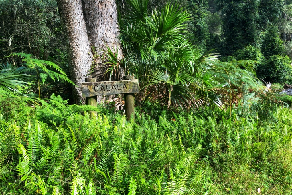 Calala Clearing on Lady Carrington Drive