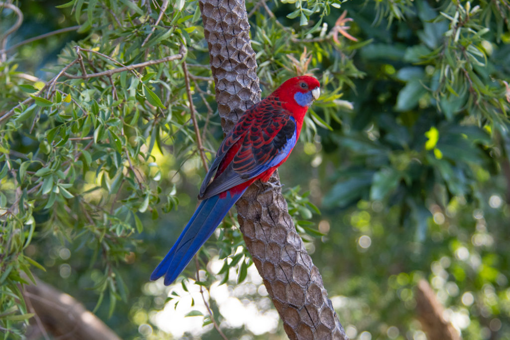 Australian parrots: Crimson Rosella in Royal National Park