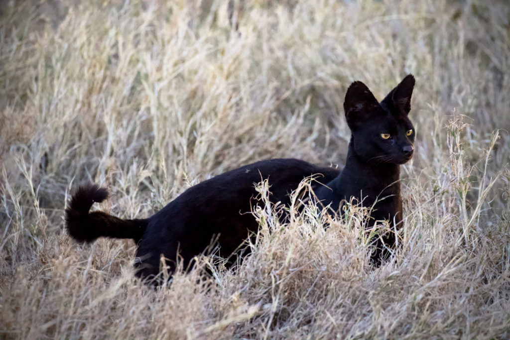 wild cats of Africa - melanistic serval