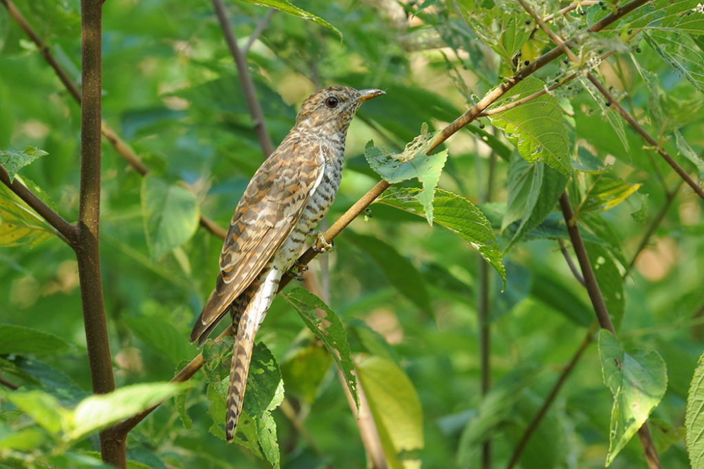 Oriental cuckoo at Katherine gorge