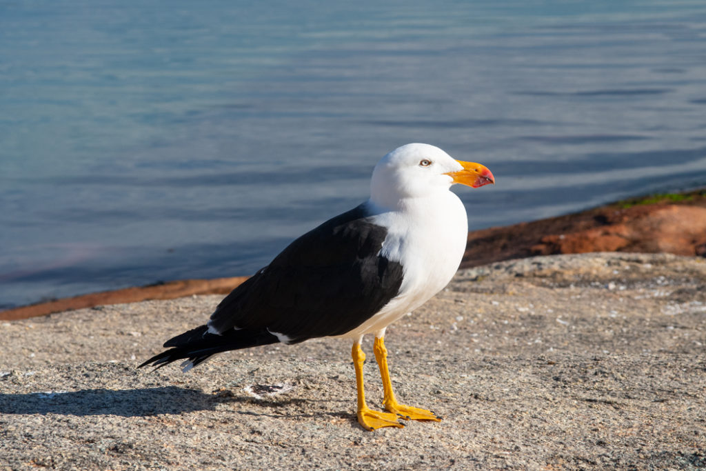 pacific gull in honeymoon bay in freycinet national park
