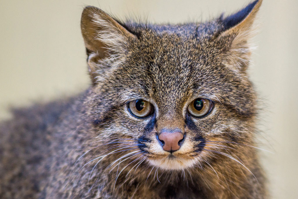 All 40 Species of Wild Cats and Where to See Them in the Wild
