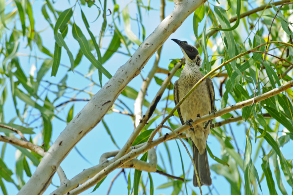Silver crowned friarbird at Katherine