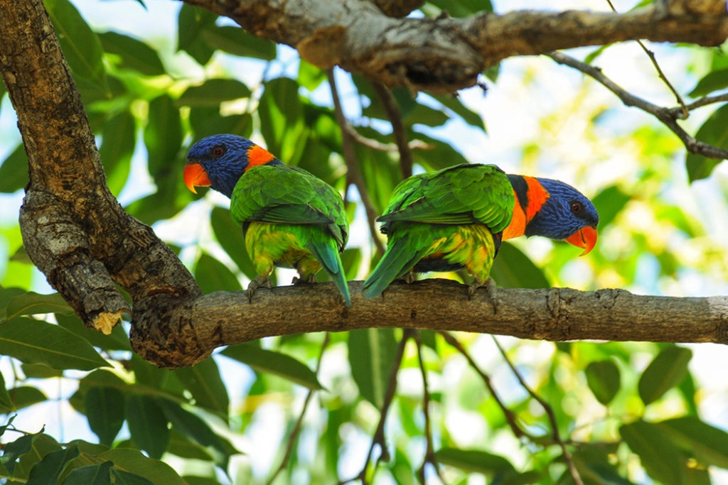 Collared lorikeets at Katherine gorge
