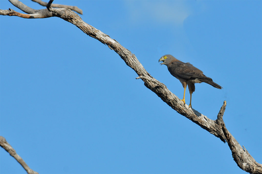 Collared sparrow hawk at Katherine gorge