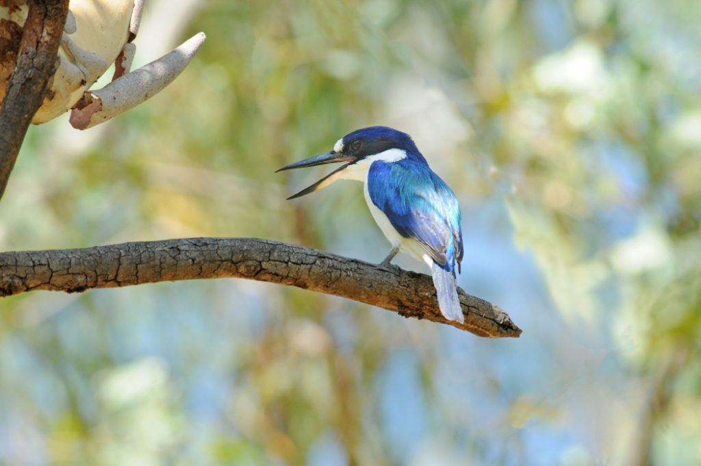 Forest kingfisher - birdwatching for beginners