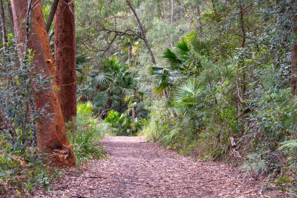 Rainforest of Lady Carrington Drive walk