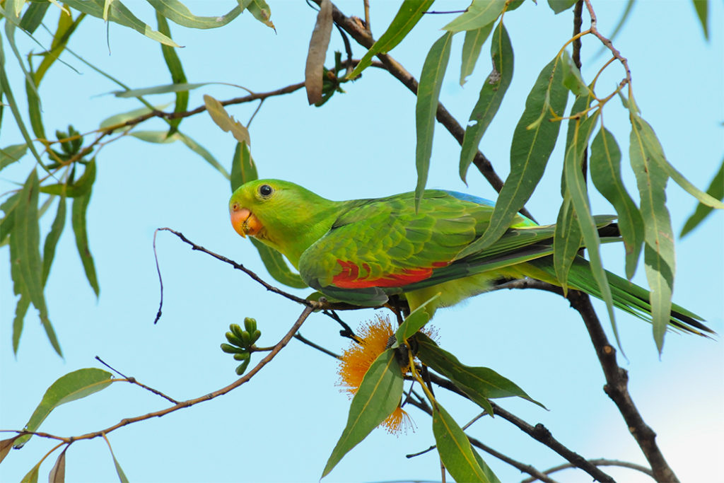 Red-winged parrot at Katherine gorge