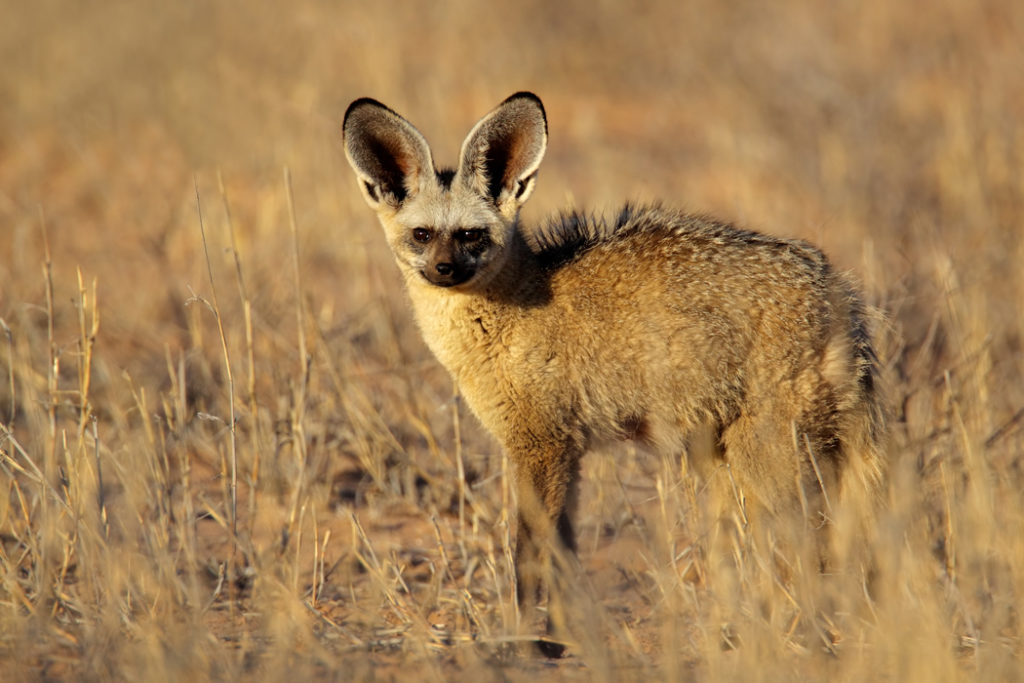Bat-eared fox - types of foxes