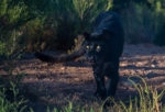 Black leopard - wild cats of Africa