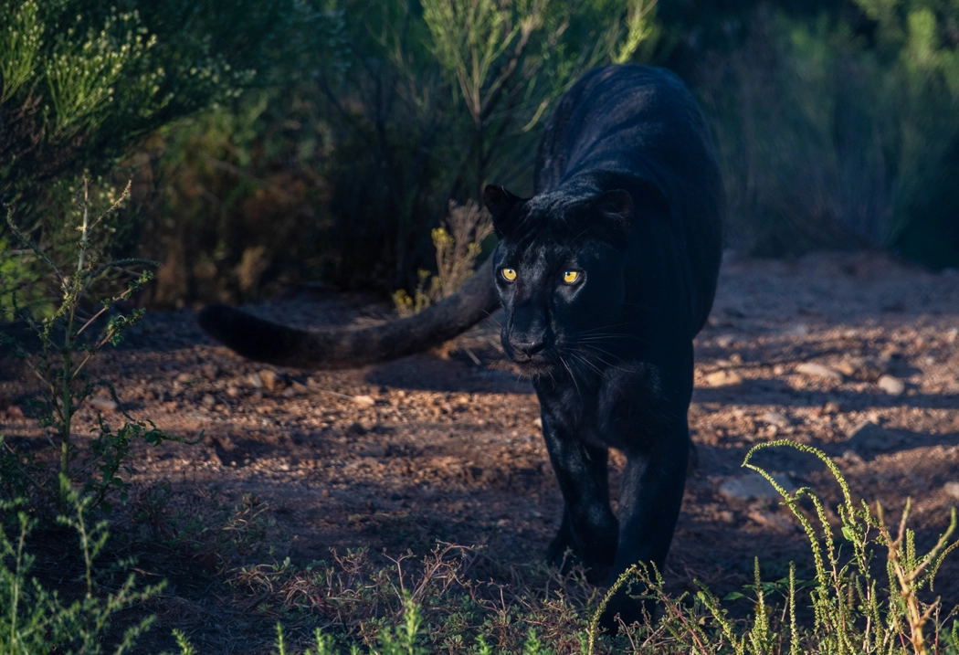 Black leopard - wild cats of Africa