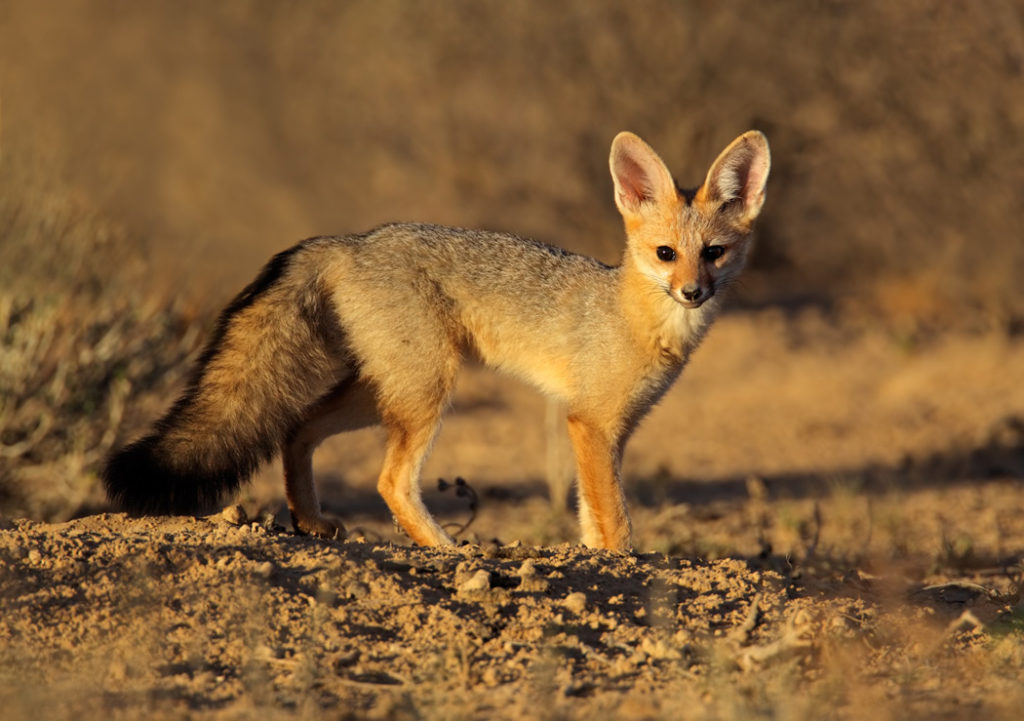 types of foxes - cape fox