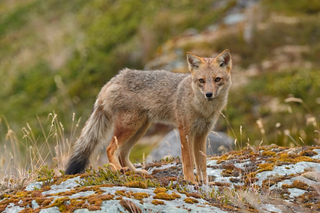 Types of foxes - Culpeo