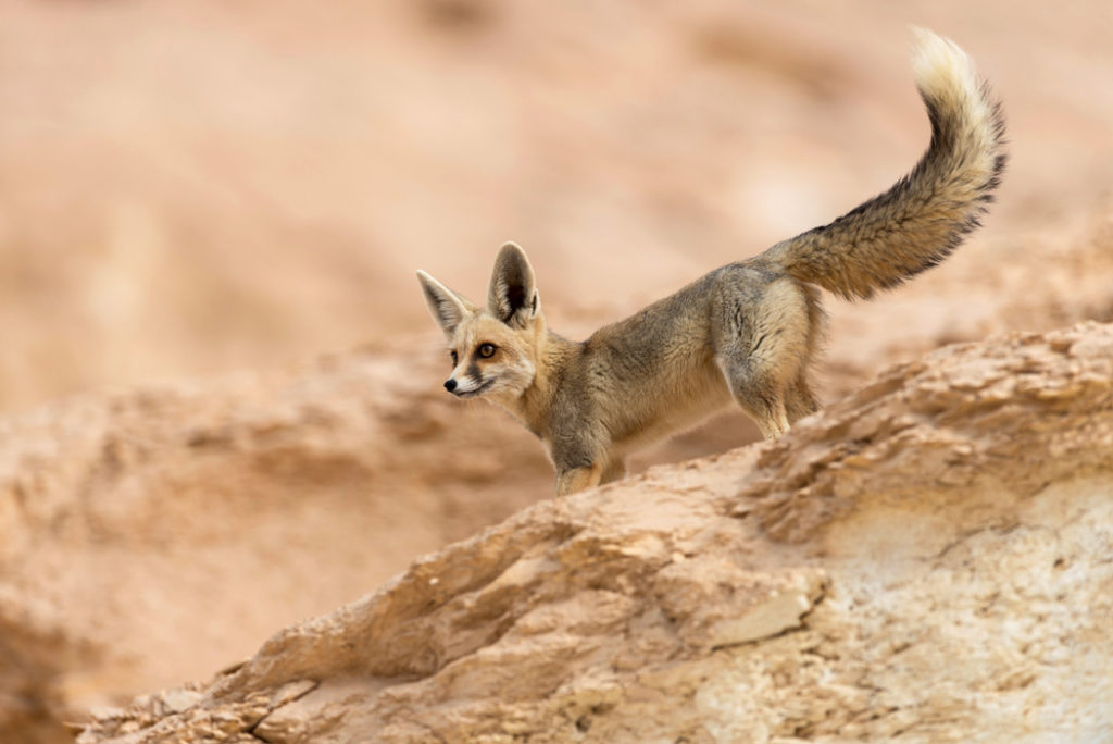 fox types - Ruppells-fox