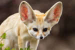 types of foxes - fennec fox