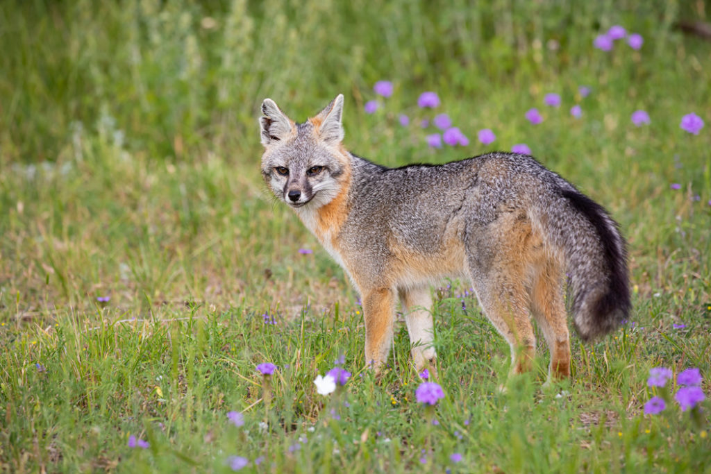 types of foxes - gray fox