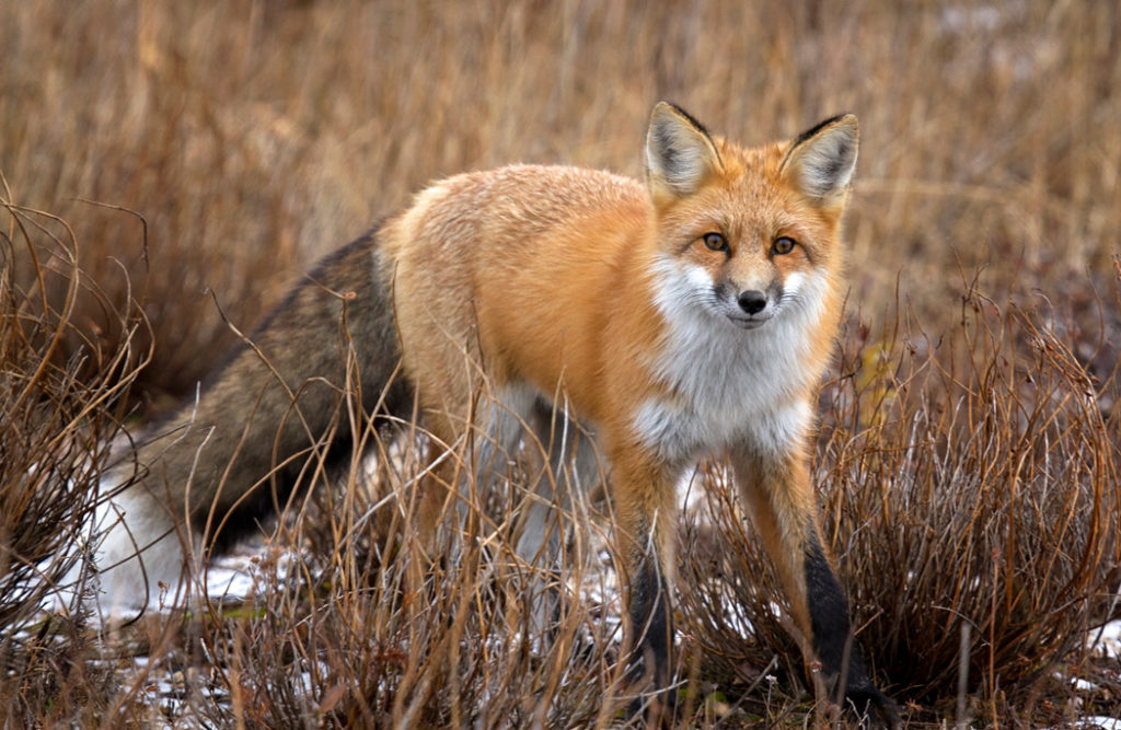 types of foxes - red fox